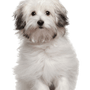 Descripción de la raza de perro boloñés, perro blanco pequeño con manchas negras, perro con pelo liso se riza, cachorro con pelo liso, raza de perro pequeño, raza de perro tranquilo
