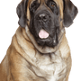 Descripción de la raza Bullmastiff