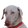 Perro Chippiparai, descripción de la raza, perro blanco grande