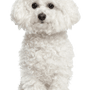 Descripción de la raza de un perro pequeño blanco llamado Bichon Frise