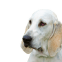 Descripción de la raza de perro Billy, perro blanco grande con orejas largas, perro con orejas caídas y pelaje corto, perro similar al beagle en grande