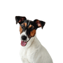 Descripción de la raza Smooth Fox Terrier, perro de tamaño medio con hocico largo, perro con orejas de punta, perro de familia, perro guardián, perro de caza, raza de perro activo para familias, perro deportivo de Gran Bretaña, raza de perro inglés de pelaje liso, tricolor.