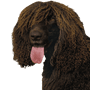 Descripción y carácter de la raza Irish Water Spaniel, cola de rata en el perro, perro con cola de rata, cola no peluda en el macho, perro de agua irlandés con rizos en toda la cabeza excepto en el hocico, perro grande y marrón con rizos, pelaje rizado, perro que es bueno para el trabajo de cobro, perro guardián, perro de familia, perro de compañía, perro de caza de Irlanda, raza de perro irlandés, perro divertido