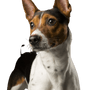 American Rat Terrier, Terrier de América, raza de perro blanco y marrón, perro pequeño con las orejas paradas, retrato de un perro pequeño, perro de compañía, perro de familia