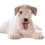 Descripción de la raza Sealyham Terrier, perro de ciudad, perro pequeño principiante blanco con pelaje ondulado, orejas en triángulo, perro con mucho pelo en el hocico, perro de familia, raza de perro de Gales, raza de perro de Inglaterra, raza de perro británica