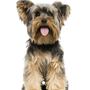 Descripción de la raza de perro Yorkshire Terrier