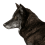 Timberwolf, animal salvaje peligroso, lobo cruzado con perro, lobo negro, lobero, ancestro de los perros