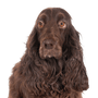Descripción de la raza del Field Spaniel, temperamento, perro marrón.