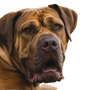 Descripción de la raza Boerboel