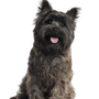 Cairn Terrier Foto de Perfil Perro