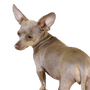 Descripción de la raza de perro Prager Rattler