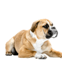 Perro Bulldog Continental