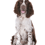 Descripción de la raza Springer Spaniel