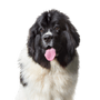Terranova recortado sobre fondo blanco, descripción de la raza de perro grande con pelaje blanco y negro