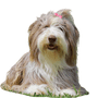 Perro Bearded Collie