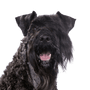 Kerry Blue Terrier, perro negro en la pradera, perro con cola corta, perro con rizos, perro parecido al Schnauzer, raza de perro azul, perro irlandés, perro de Irlanda, raza de perro con cola rizada y mucho pelo en la cara