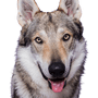 Descripción de la raza Wolfhound checoslovaco y su temperamento, Československý vlčiak, Československý vlčák, wolfhound, perro de la República Checa, raza de perro grande con orejas puntiagudas