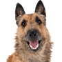 Laekenois, retrato, raza de perro de Bélgica, perro pastor belga, perro de pelo de alambre, perro pastor con pelaje áspero, raza de perro grande, orejas puntiagudas en el perro, las cuatro variantes de perro pastor