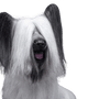 Descripción de la raza Skye Terrier, raza de perro negro, raza de perro crema, perro parecido a Elo en pequeño, perro pequeño, perro de un solo hombre, perro para principiantes, perro familiar, raza de perro escocés, raza de Escocia con orejas divertidas, perro con orejas de murciélago y pelo en las orejas