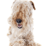 Temperamento del Lakeland Terrier