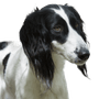 Le Taigan est un membre de la famille des lévriers orientaux. Le Taigan est une race de chien très rare, dont environ 300 spécimens ont été signalés dans le monde.