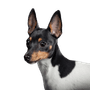 Toy Foxterrier sur fond noir