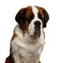 Chien, mammifère, vertébré, race de chien, Canidae, St. bernard, chien de garde moscovite, carnivore, race de chien géant, chien de compagnie, St. Bernard