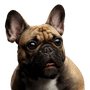 Chien, mammifère, vertébré, Canidae, race de chien, bouledogue français fauve, museau, chien de compagnie, carnivore, bouledogue,