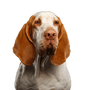 Chien, Mammifère, Vertébré, Canidé, Race de chien, Bracco italiano, Carnivore, Groupe sportif, Race d'arrêt, grand chien blanc avec des taches brunes et des oreilles tombantes, race similaire au Beagle mais beaucoup plus grande.