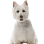 Description du caractère du West Highland White Terrier et plus, petit chien blanc avec STehohren d'Écosse