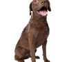 Description du tempérament et de la race du Chesapeake Bay Retriever