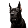 Chien, mammifère, vertébré, Canidae, race de chien, chien de garde, carnivore, dogue allemand, cane corso, museau,