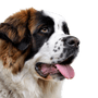 Description du tempérament et de la race du chien de garde de Moscou