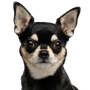 Chien, mammifère, vertébré, Canidae, race de chien, Chihuahua noir à oreilles dressées, Kurhaar Chihuahua, chien noir et feu de moins de 5 kg, carnivore, museau, chien de compagnie,