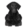 Description de la race du Curly Coated Retriever, chien avec des boucles noires, chien qui ressemble à un Labrador mais avec des boucles, chien de race avec des boucles, tempérament et caractère du Curly Coated Retriever, race de retriever, chien de chasse.