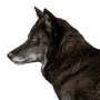 Loup des bois, animal sauvage dangereux, loup croisé avec un chien, loup noir, chien-loup, ancêtre des chiens