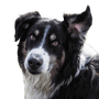 Description de la race Berger Anglais, chien noir et blanc pour les moutons, chien de berger d'Angleterre, race de chien de Grande-Bretagne