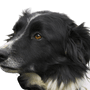 Chien de berger gallois, Ci Defaid Cymreig, chien noir et blanc, chien au look merle, Border Collie like, race de chien gallois, chien d'Angleterre, race de chien britannique de taille moyenne, chien au poil long comme le Collie, chien aux oreilles dressées et aux oreilles tombantes, chien de troupeau, chien de berger.