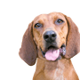 Description de la race Redbone Coonhound, chien aux oreilles tombantes, chien brun roux d'Amérique, race de chien aux grandes oreilles non reconnue, grand chien de chasse, chien similaire au Magyar Vizsla, chien similaire au Foxhound, race rouge