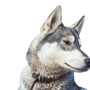 Chien semblable au loup, Husky de Russie, Laika de Sibérie occidentale, Chien gris et blanc pour la chasse, Chien de chasse, Chien qui supporte bien le froid, Chien au pelage épais, Chien à la queue recourbée, Chien aux oreilles dressées, Chien qui aime la neige, Chien semblable au Husky, Chien sans débutant, Chien gris et blanc