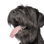 Description de la race Russian Black Terrier, vue latérale, queue légèrement frisée, chien similaire au Schnauzer, grand chien noir au pelage ondulé, chien avec des vagues, chien avec beaucoup de poils sur le visage, race de chien russe, chien de Russie, grand chien