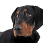 description de la race erdelyi-kopo, chien de race hongroise, chien de Hongrie, grand chien brun noir similaire au Doberman, chien de Transylvanie