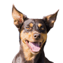 Description de la race Kelpie, chien aux oreilles dressées d'Australie, chiens bergers australiens, chien de race crème brune