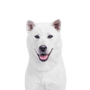 chien japonais blanc nommé Kishu, description de la race
