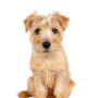 petit chien brun au pelage mi-long, petit chien roux, Norfolk Terrier