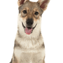 Description de la race du chien-loup de Tamasquie