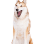 Chien Laika, Laika de Sibérie occidentale, grand chien blanc avec des taches rouges, chien similaire au Husky