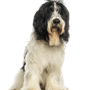 Nederlandse Schapendoes Tempérament, description de la race du chien de berger néerlandais