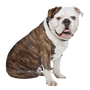 Chien,carnivore,race de chien,bouledogue,collier,brun chevreuil,chien de compagnie,museau,groupe sportif,