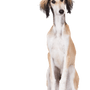 Description de la race des saluki